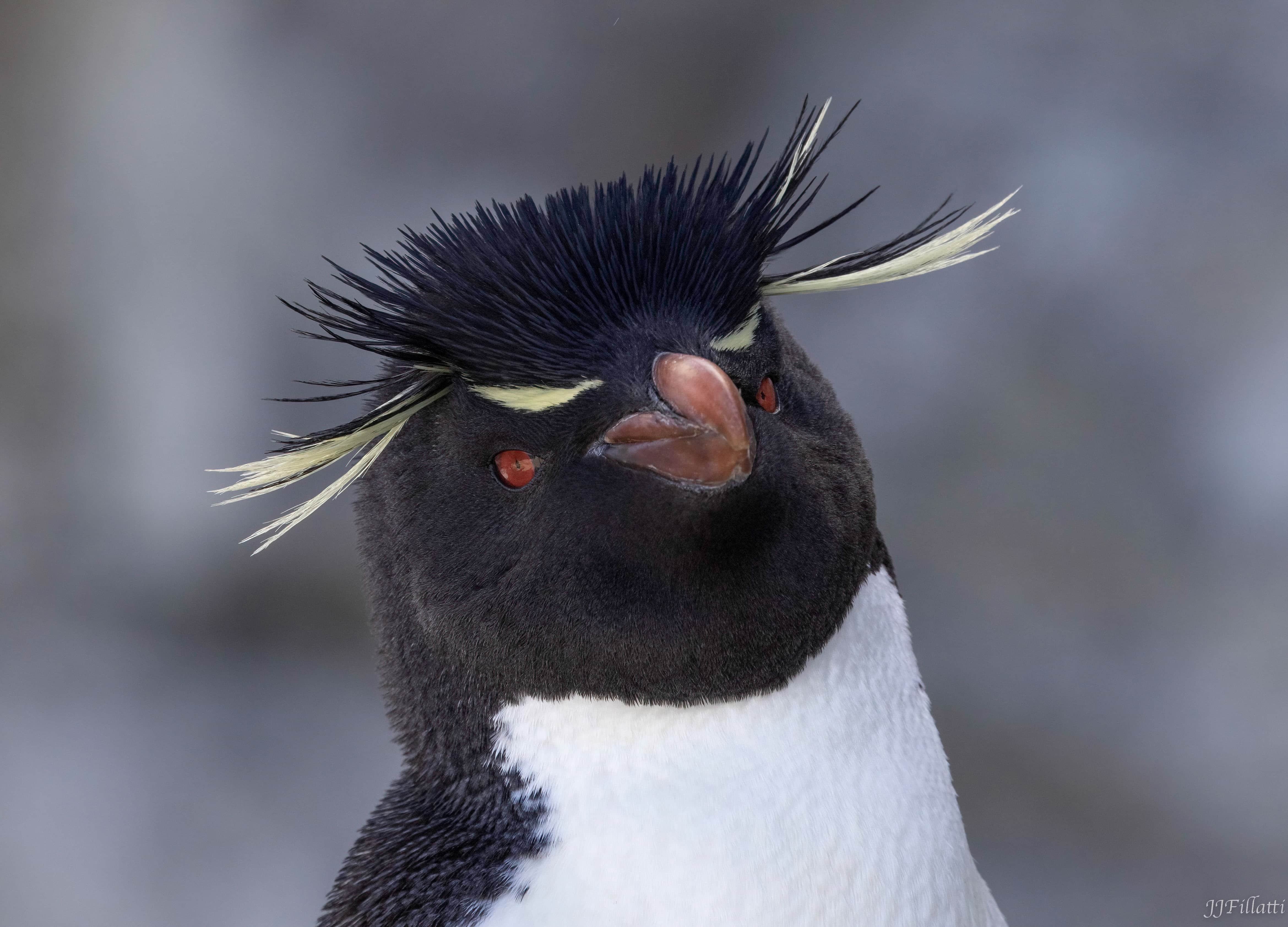 bird of the falklands image 45